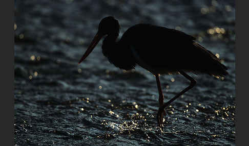 Schwarzstorch (Ciconia nigra)