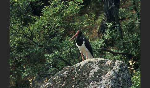 Schwarzstorch (Ciconia nigra)