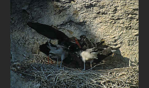 Schwarzstorch (Ciconia nigra)