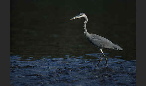 Graureiher (Ardea cinerea)