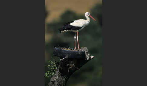 Weißstorch (Ciconia ciconia)