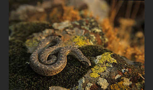 Westliche Sandboa (Eryx jaculus)