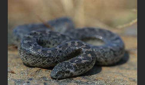 Westliche Sandboa (Eryx jaculus)