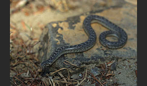 Westliche Sandboa (Eryx jaculus)