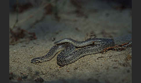 Westliche Sandboa (Eryx jaculus)