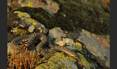 Westliche Sandboa (Eryx jaculus)