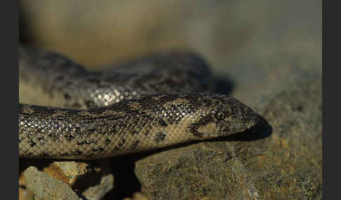 Westliche Sandboa (Eryx jaculus)