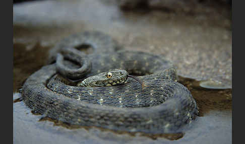 Würfelnatter (Natrix tesselata)