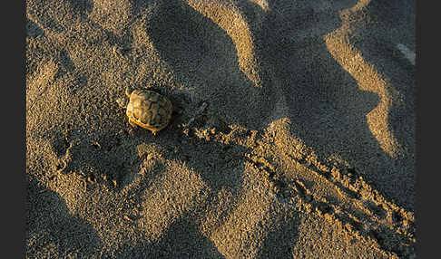 Maurische Landschildkröte (Testudo graeca)