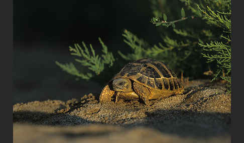 Griechische Landschildkröte (Testudo hermanni)