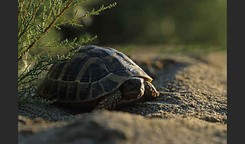 Griechische Landschildkröte (Testudo hermanni)