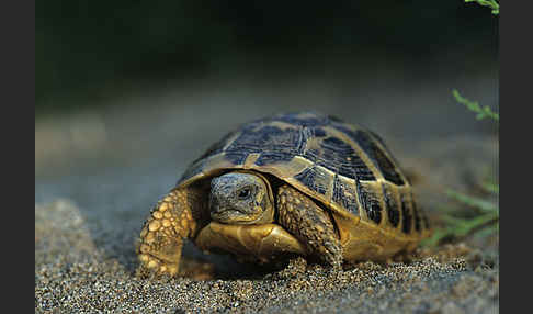 Griechische Landschildkröte (Testudo hermanni)