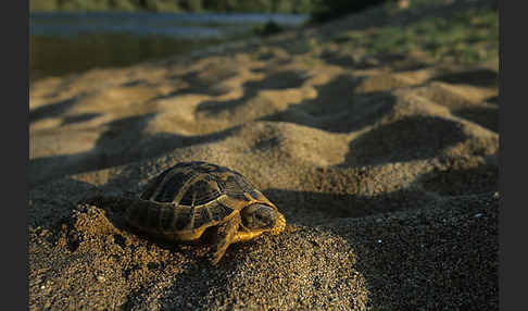 Griechische Landschildkröte (Testudo hermanni)