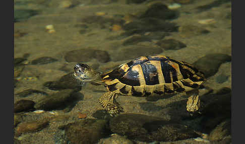 Griechische Landschildkröte (Testudo hermanni)