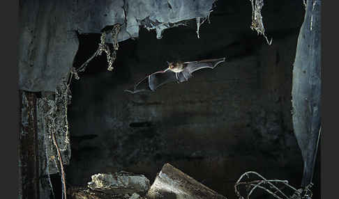 Wimperfledermaus (Myotis emarginatus)