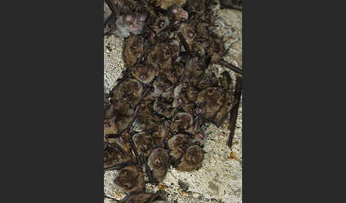 Wimperfledermaus (Myotis emarginatus)