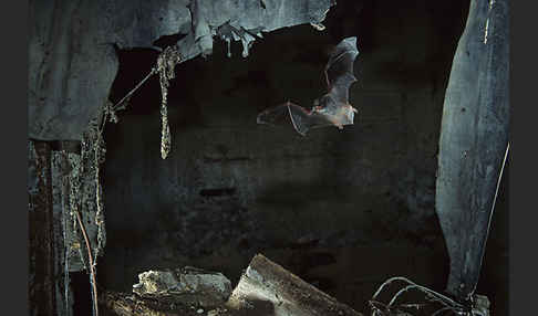 Langfußfledermaus (Myotis capaccinii)