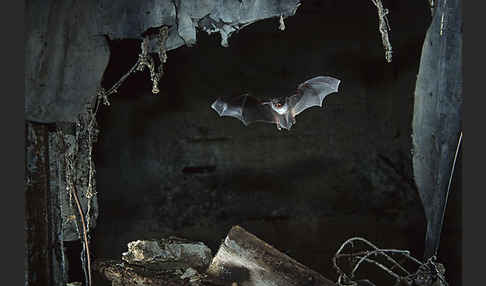 Langfußfledermaus (Myotis capaccinii)