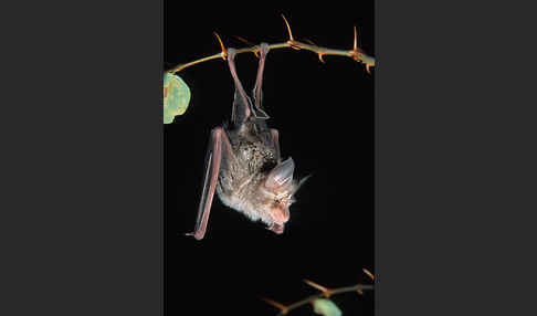 Mittelmeer-Hufeisennase (Rhinolophus euryale)