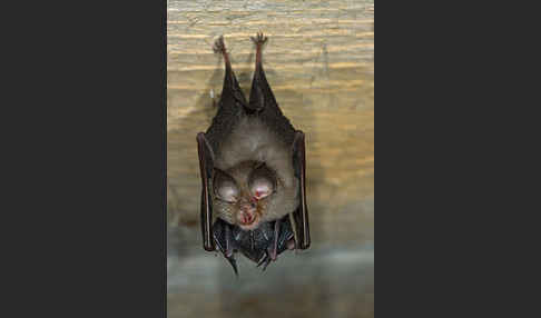 Kleine Hufeisennase (Rhinolophus hipposideros)