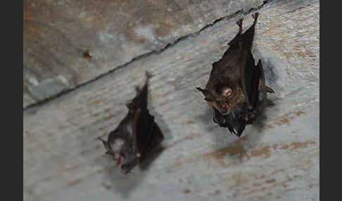 Kleine Hufeisennase (Rhinolophus hipposideros)