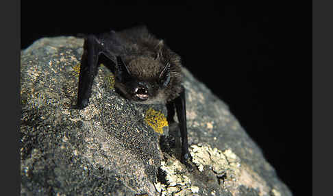 Alpenfledermaus (Hypsugo savii)