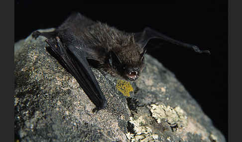 Alpenfledermaus (Hypsugo savii)