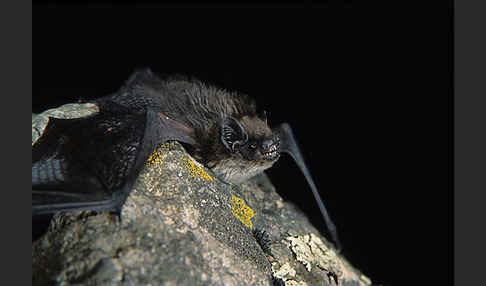 Alpenfledermaus (Hypsugo savii)