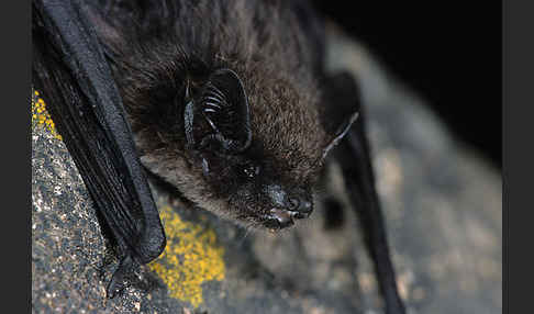 Alpenfledermaus (Hypsugo savii)