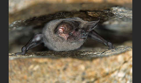 Europäische Bulldoggfledermaus (Tadarida teniotis)