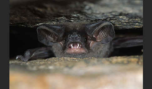 Europäische Bulldoggfledermaus (Tadarida teniotis)