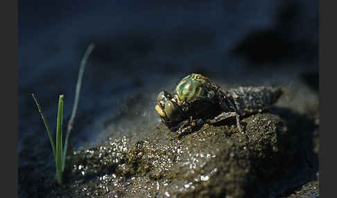 Kleine Zangenlibelle (Onychogomphus forcipatus)