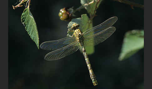 Kleine Zangenlibelle (Onychogomphus forcipatus)