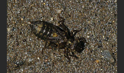 Kleine Zangenlibelle (Onychogomphus forcipatus)