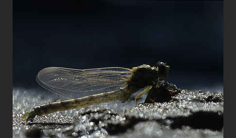 Kleine Zangenlibelle (Onychogomphus forcipatus)