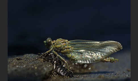 Kleine Zangenlibelle (Onychogomphus forcipatus)