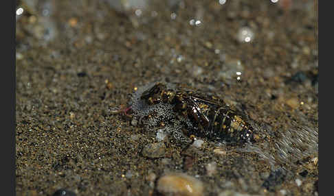 Kleine Zangenlibelle (Onychogomphus forcipatus)