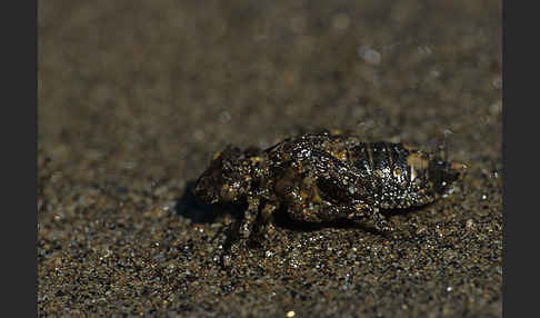 Kleine Zangenlibelle (Onychogomphus forcipatus)