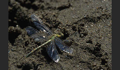 Kleine Zangenlibelle (Onychogomphus forcipatus)