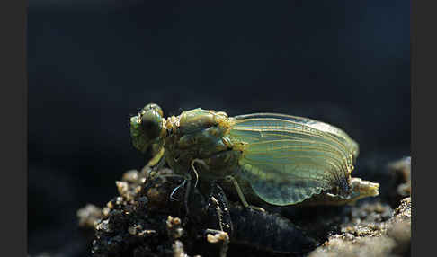 Kleine Zangenlibelle (Onychogomphus forcipatus)