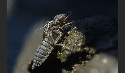 Kleine Zangenlibelle (Onychogomphus forcipatus)