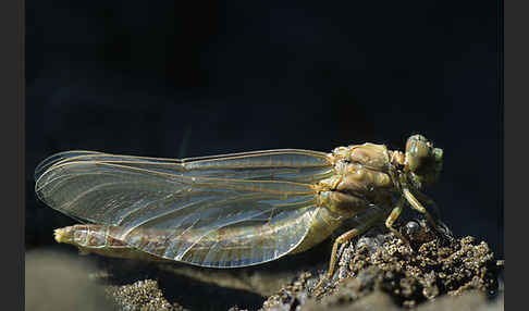 Kleine Zangenlibelle (Onychogomphus forcipatus)