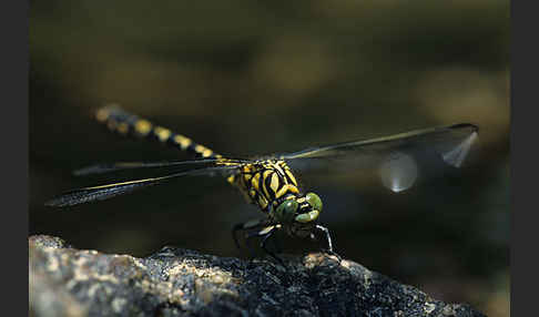 Kleine Zangenlibelle (Onychogomphus forcipatus)