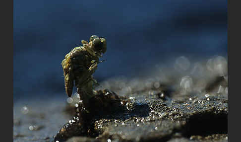 Kleine Zangenlibelle (Onychogomphus forcipatus)