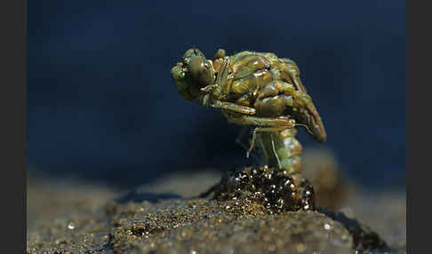 Kleine Zangenlibelle (Onychogomphus forcipatus)