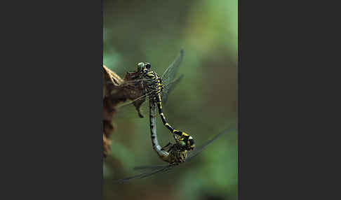 Kleine Zangenlibelle (Onychogomphus forcipatus)