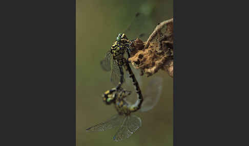Kleine Zangenlibelle (Onychogomphus forcipatus)