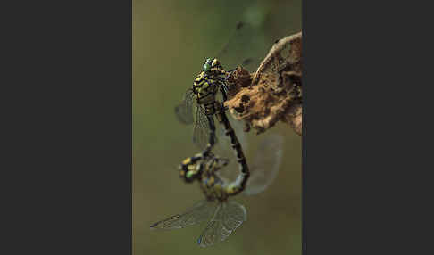 Kleine Zangenlibelle (Onychogomphus forcipatus)