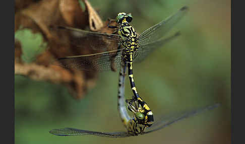 Kleine Zangenlibelle (Onychogomphus forcipatus)