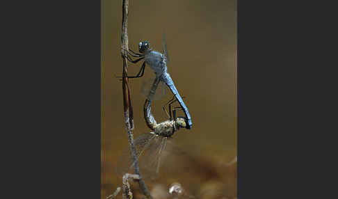 Südlicher Blaupfeil (Orthetrum brunneum)